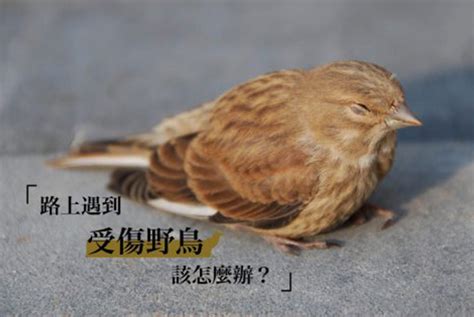 小鳥死了怎麼辦|全國野鳥救傷諮詢&政府單位通訊錄 